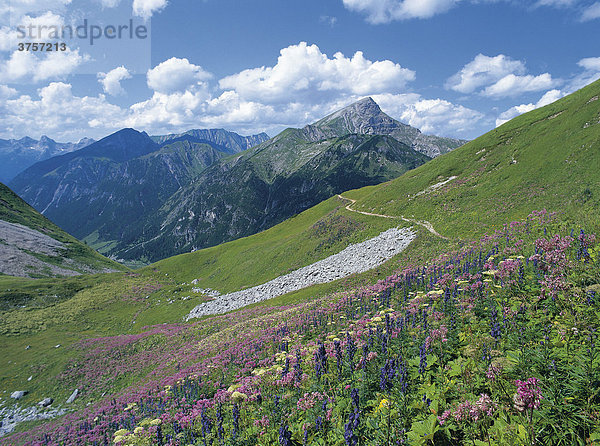 Blumenwiese am Hantenjoch  Lechtaler Alpen  Nordtirol  Österreich  Europa