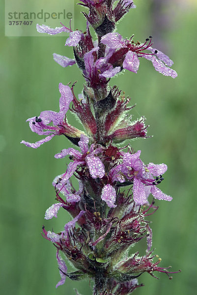 Blut-Weiderich (Lythrum salicaria)  Angerberg  Tirol  Österreich  Europa