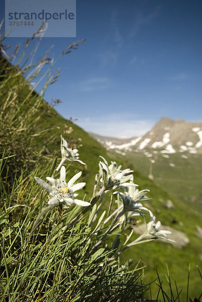 Edelweiß (Leontopodium alpinum)  Franz-Josefs-Höhe  Nationalpark Hohe Tauern  Kärnten  Österreich  Europa