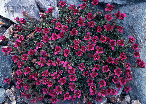 Zweiblütiger Steinbrech (Saxifraga biflora)  Nationalpark Hohe Tauern  Osttirol  Österreich  Europa