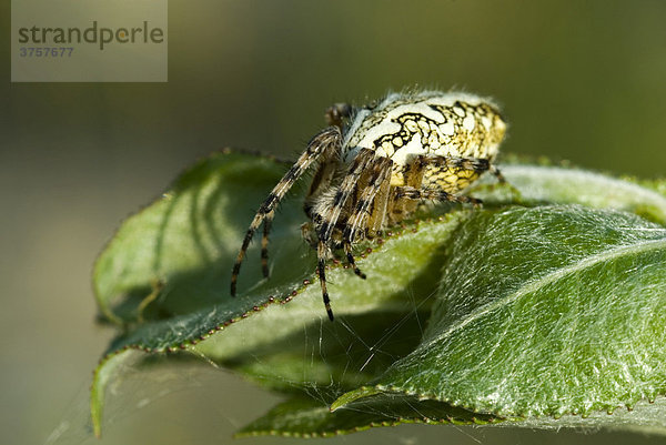 Eichenblattspinne (Aculepeira ceropegia) BEG-Biotop bei Rotholz  Tirol  Österreich  Europa