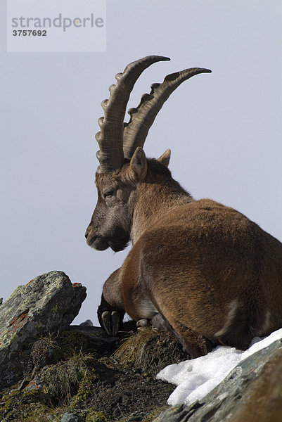 Alpensteinbock  männlich (Capra ibex) Franz-Josefs-Höhe  Nationalpark Hohe Tauern  Kärnten  Österreich  Europa
