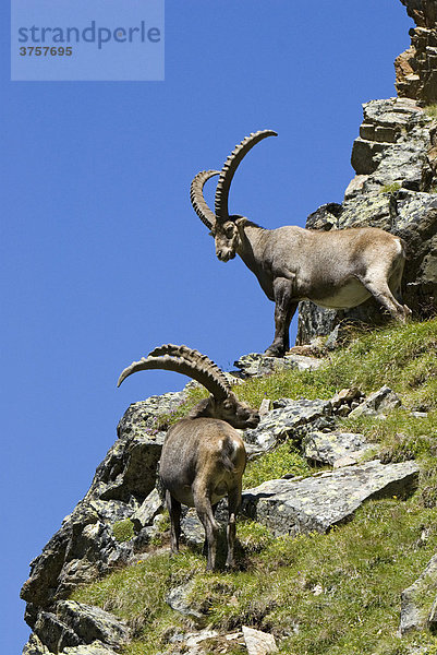 Alpensteinböcke  männlich (Capra ibex)  Hohe Geige  Pitztal  Tirol  Österreich  Europa