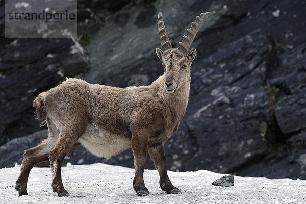 Alpensteinbock  männlich (Capra ibex)  Nationalpark Hohe Tauern  Kärnten  Österreich  Europa