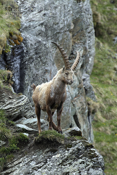 Alpensteinbock  männlich (Capra ibex)  Nationalpark Hohe Tauern  Kärnten  Österreich  Europa