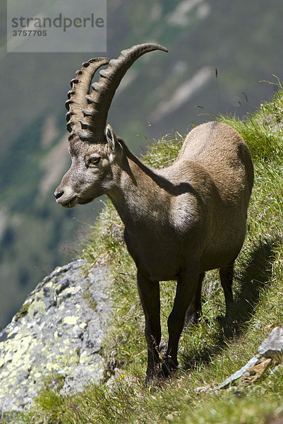 Alpensteinbock  männlich  (Capra ibex)  Hohe Geige  Pitztal  Tirol  Österreich  Europa