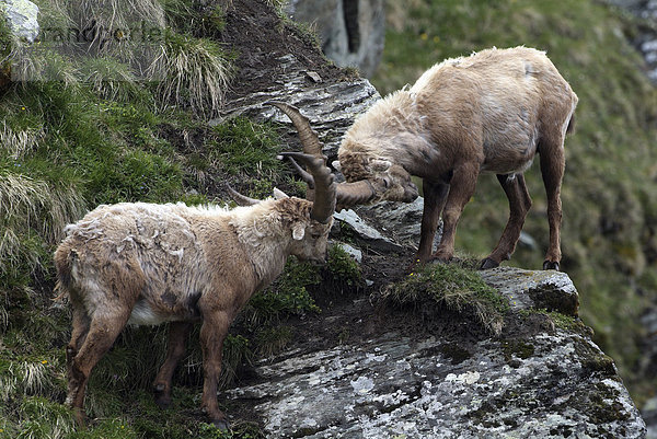 Kämpfende Alpensteinböcke (Capra ibex)  männlich  Nationalpark Hohe Tauern  Kärnten  Österreich  Europa