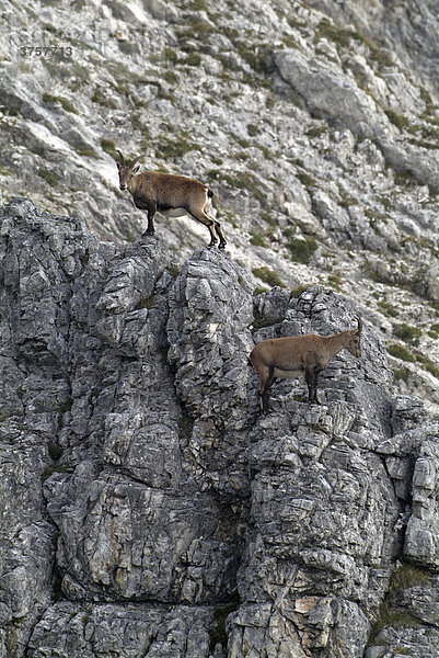 Alpensteinböcke (Capra ibex)  männlich  Kelberg  Karwendelgebirge Tirol  Österreich  Europa