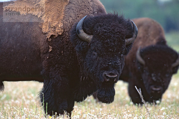 Bison (Bison bison)  Yellowstone Nationalpark  Wyoming  USA  Nordamerika