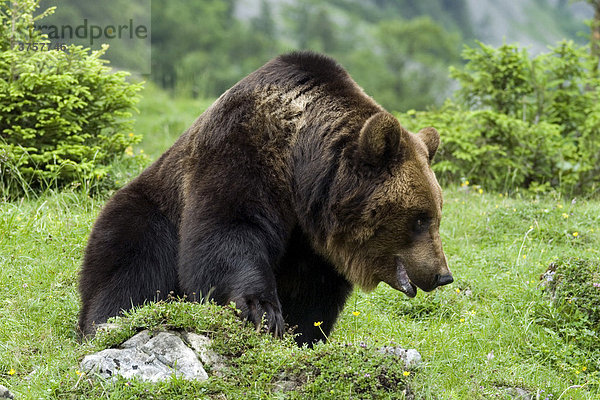 Europäischer Braunbär (Ursus arctos)  Eng-Alm  Karwendel-Gebirge  Tirol  Österreich  Europa