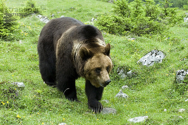 Europäischer Braunbär (Ursus arctos)  Eng-Alm  Karwendel-Gebirge  Tirol  Österreich  Europa