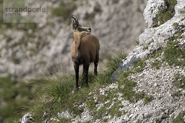 Gämse (Rupicapra rupicapra)  Kelberg  Karwendel-Gebirge  Tirol  Österreich  Europa