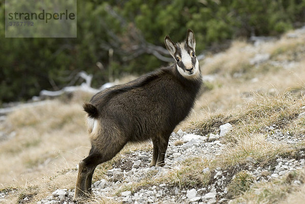 Gämse (Rupicapra rupicapra)  Kelberg  Karwendel-Gebirge  Tirol  Österreich  Europa