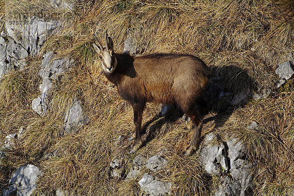 Gämse (Rupicapra rupicapra)  Stanser Joch  Tirol  Österreich  Europa