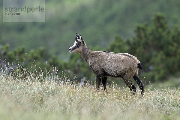 Gämse (Rupicapra rupicapra)  Kelberg  Karwendel-Gebirge  Tirol  Österreich  Europa