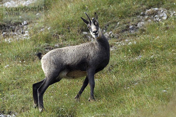 Gämse (Rupicapra rupicapra)  Kelberg  Karwendel-Gebirge  Tirol  Österreich  Europa