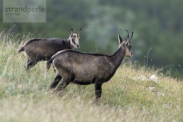 Gämse (Rupicapra rupicapra)  Kelberg  Karwendel-Gebirge  Tirol  Österreich  Europa