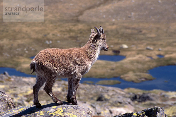 Iberiensteinbock  Iberischer Steinbock (Capra pyrenaica)  Sierra de Gredos  Gredosgebirge  Spanien  Europa