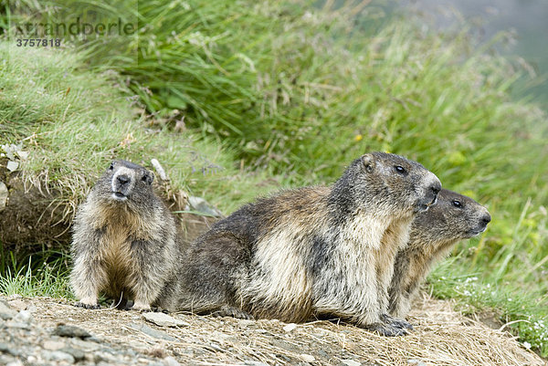 Murmeltiere (Marmota marmota)  Nationalpark Hohe Tauern  Kärnten  Österreich  Europa