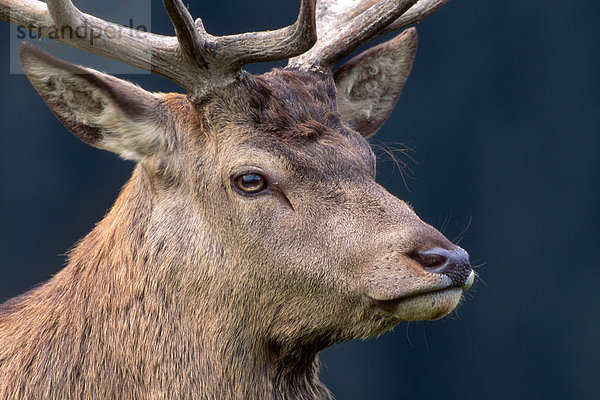 Rothirsch (Cervus elaphus)  Aurach  Tirol  Österreich  Europa