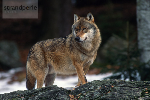 Wolf (Canis lupus)  Nationalpark Bayerischer Wald  Bayern  Deutschland  Europa