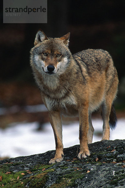 Wolf (Canius lupus)  Nationalpark Bayerischer Wald  Bayern  Deutschland  Europa