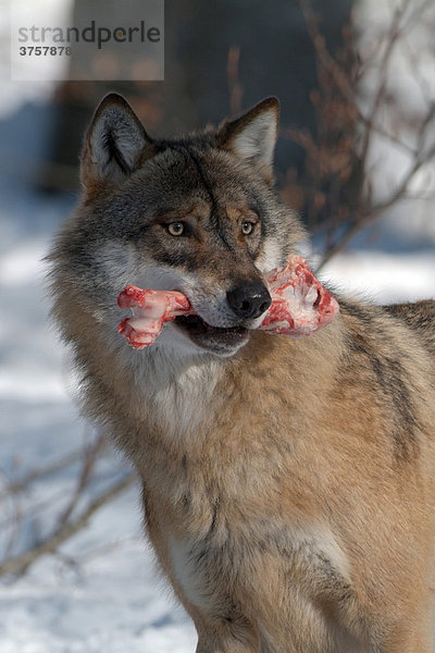 Wolf (Canis lupus) mit Knochen im Maul  Nationalpark Bayerischer Wald  Bayern  Deutschland  Europa