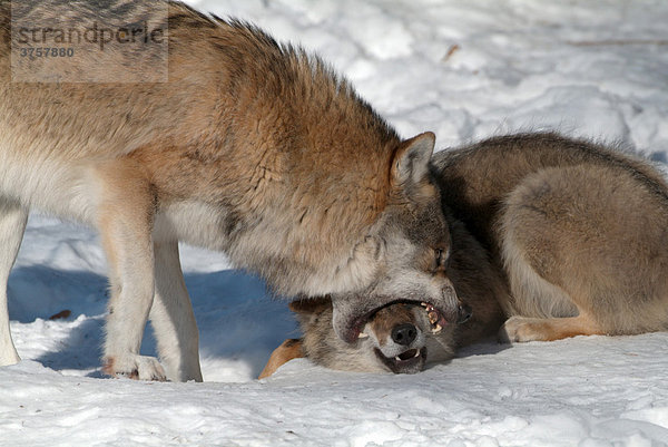 Wolf (Canis lupus) beißt die Schnauze eines zweiten Wolfes  Nationalpark Bayerischer Wald  Bayern  Deutschland  Europa