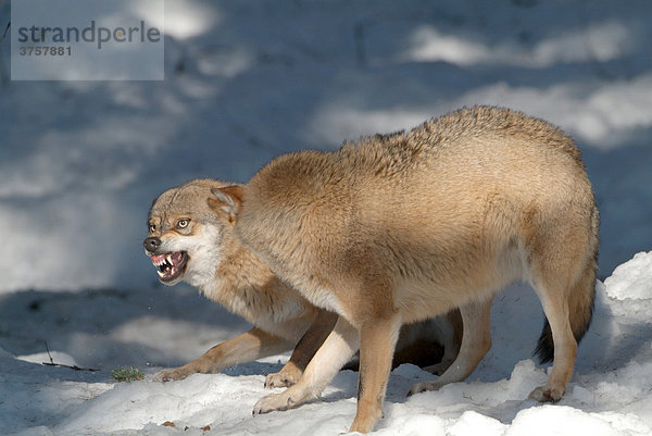 Wolf (Canis lupus)  zähnefletschend  Nationalpark Bayerischer Wald  Bayern  Deutschland  Europa