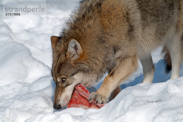 Wolf (Canis lupus) beim Fressen  Nationalpark Bayerischer Wald  Bayern  Deutschland  Europa