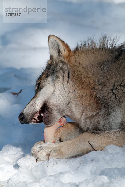 Wolf (Canis lupus) frisst Knochen  Nationalpark Bayerischer Wald  Bayern  Deutschland  Europa