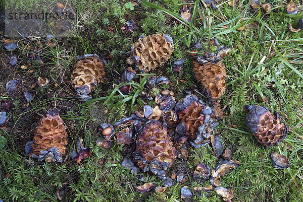 Zirbelnüsse von Zirbe  Zirbel-Kiefer (Pinus cembra)  Tirol  Österreich  Europa