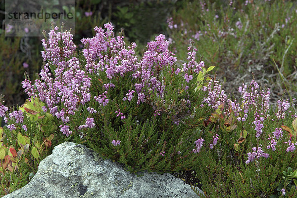 Besenheide  Heidekraut (Calluna vulgaris)  Kellerjoch  Schwaz  Tirol  Österreich  Europa