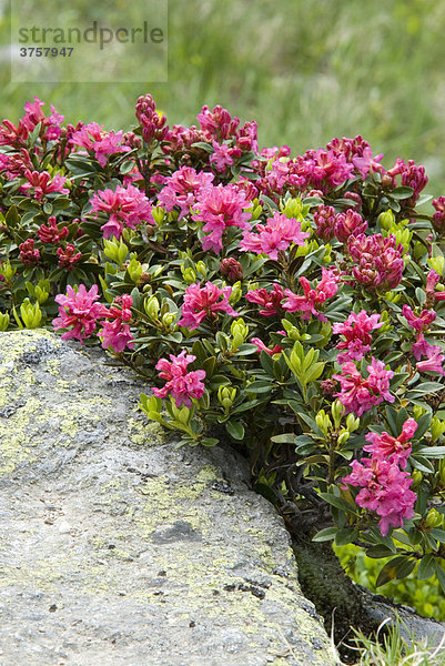 Rostblättrige Alpenrose  (Rhododendron ferrugineum)  Kuhmesser  Tuxer Voralpen  Tirol  Österreich  Europa