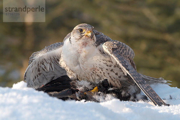 Lannerfalke (Falco biarmicus) mit Beute  Schwaz  Tirol  Österreich  Europa