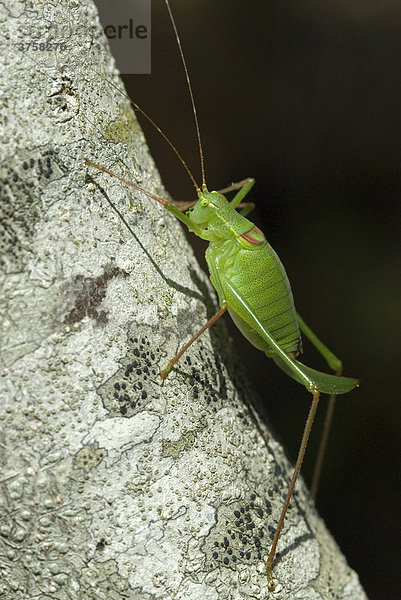 Punktierte Zartschrecke (Leptophyes punctatissima)  Assisi  Umbrien  Italien  Europa