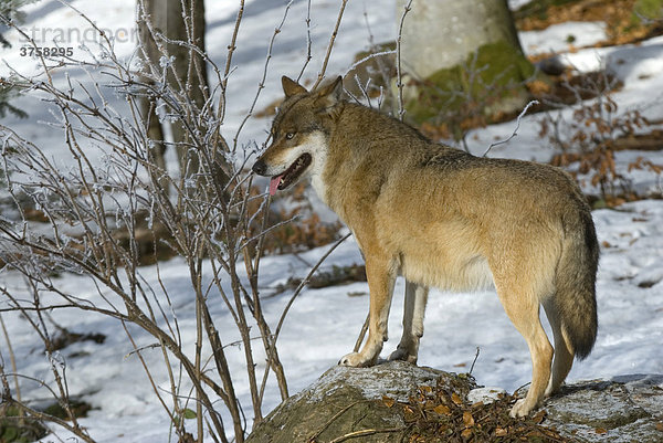 Wolf (Canis lupus)  Nationalpark Bayerischer Wald  Bayern  Deutschland  Europa