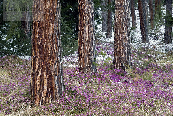 Waldkiefer (Pinus sylvestris)  Schnee-Heide (Erica herbacea)  Mieminger Plateau  Wildermieming  Tirol  Österreich  Europa