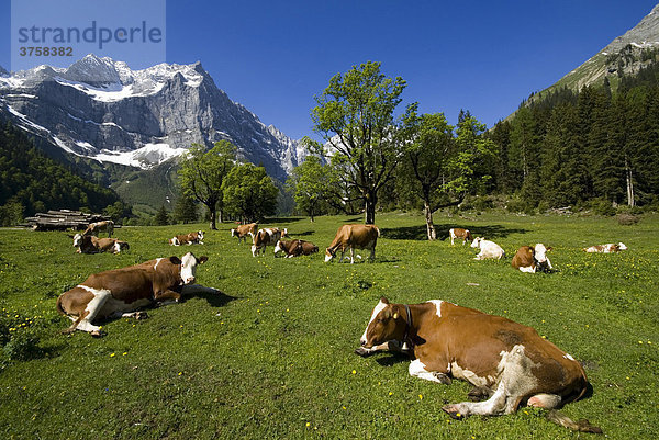 Kühe auf der Alm  Eng-Alm  Karwendel  Tirol  Österreich  Europa