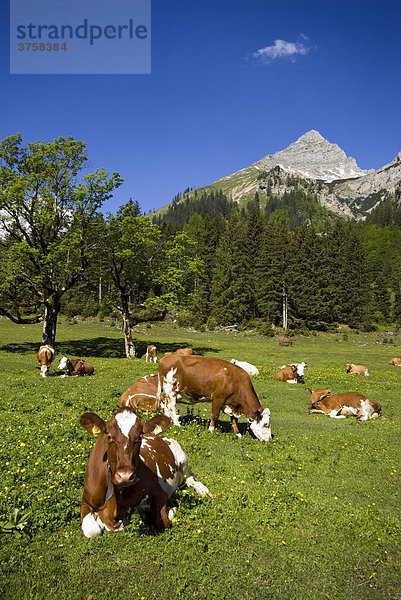 Kühe auf der Alm  Eng-Alm  Karwendel  Tirol  Österreich  Europa