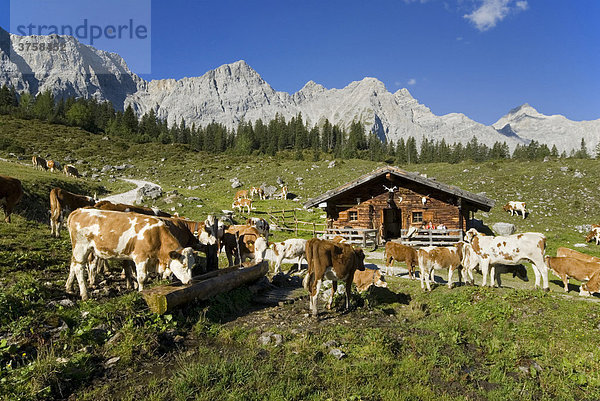 Ladiz-Alm im Karwendel-Gebirge  Karwendel-Gebirge  Tirol  Österreich  Europa
