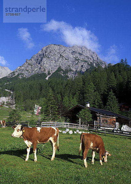 Kühe  Stallen-Alm  dahinter Rauher Knöll  Stallental  Karwendel-Gebirge  Tirol  Österreich  Europa