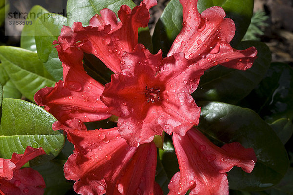 Roter Rhododendron (Rhododendron)