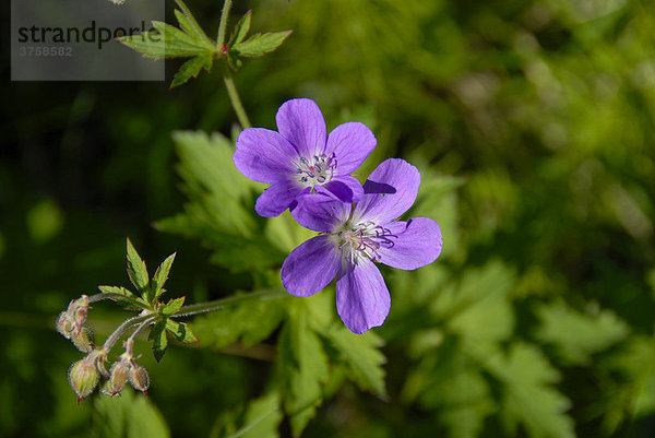 Blaue Blüten des Wald-Storchschnabel (Geranium sylvaticum)  Abisko Nationalpark  Lappland  Schweden