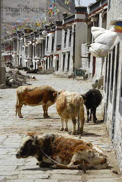 Rinder stehen und liegen vor den typischen Häusern der Altstadt Gyantse  Tibet  China  Asien