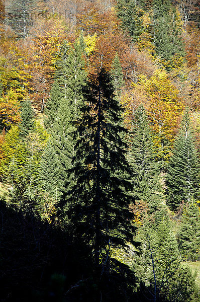 Silhouette eines Nadelbaumes vor buntem Bergmischwald im Herbst  Bayerische Alpen  Oberbayern  Bayern  Deutschland  Europa