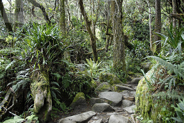 Regenwald  Mount Kinabalu  Sabah  Borneo  Malaysia  Südostasien  Asien