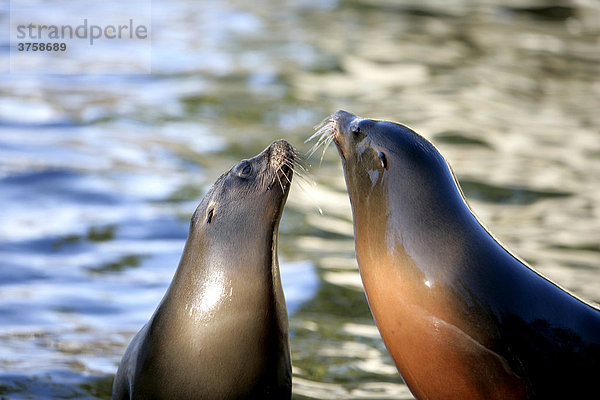 Zwei verliebte Robben (Pinnipedia)