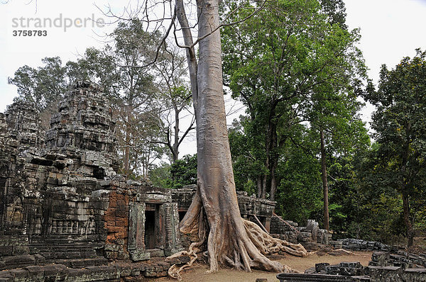 Urwald überwuchert Banteay Kdei Tempel  Angkor  Kambodscha  Asien