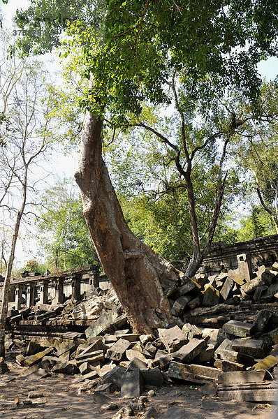 Urwald überwuchert Beng Mealea Tempel  Kambodscha  Asien